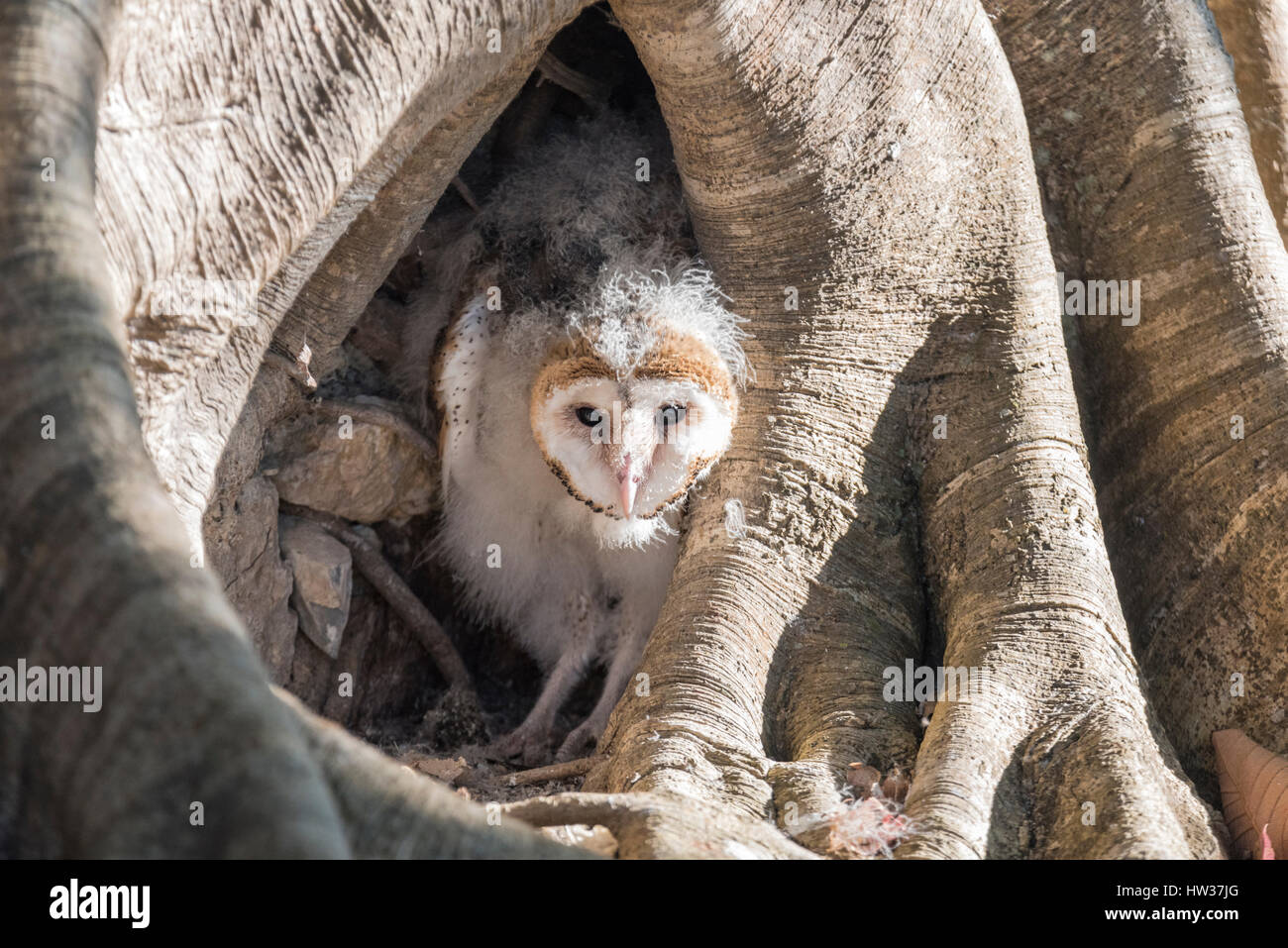 A young, moulting Barn Owl (Tyto alba) hiding in the roots of a tree in Chiapas State, Mexico Stock Photo