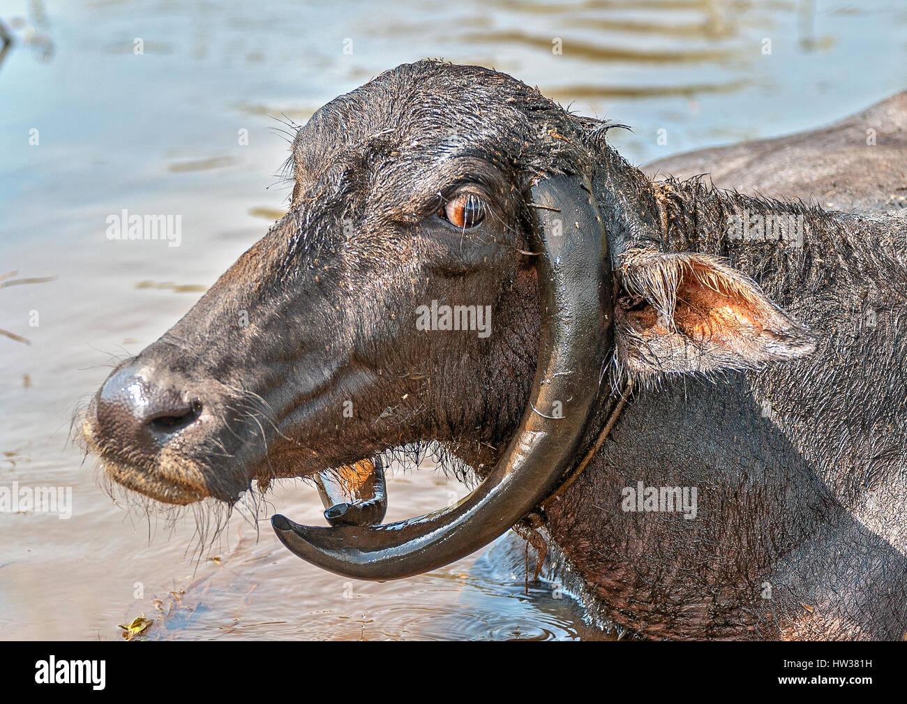 India, Goa, near the village of Colva. Buffaloes - a sacred animal in India, have a bizarre horns grazing in the rice fields Stock Photo - Alamy India, Goa, near the village of Colva. Buffaloes - a sacred animal in India, have a bizarre horns grazing in the rice fields Stock Photo - Alamy