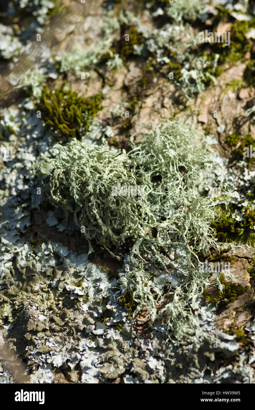 Oak Moss Lichen latin name Evernia prunastri clinging to a tree trunk a common lichen found throughout the northern hemisphere Stock Photo