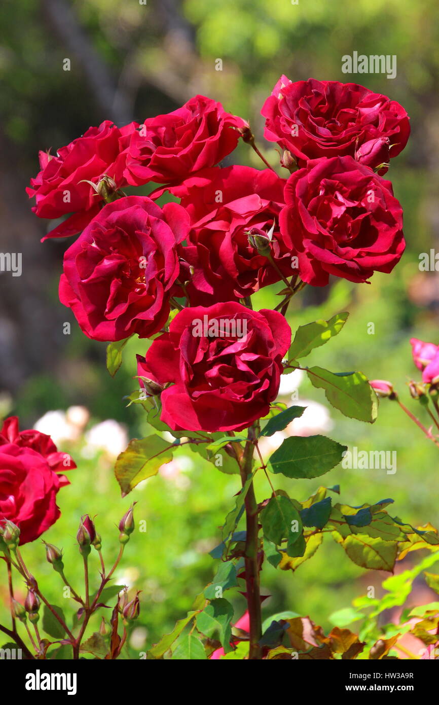 Love chiang mai hi-res stock photography and images - Alamy