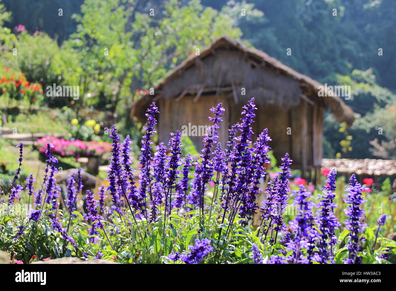 Blue Salvia Flower in the garden in Chiang Mai, Thailand Stock Photo