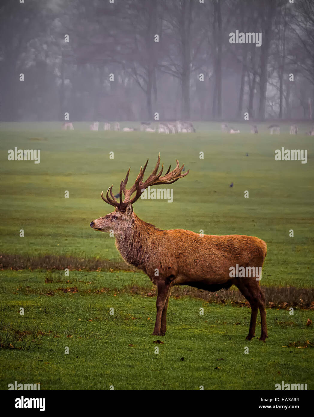 Lyme Park Cheshire, Stag on the Lookout Stock Photo