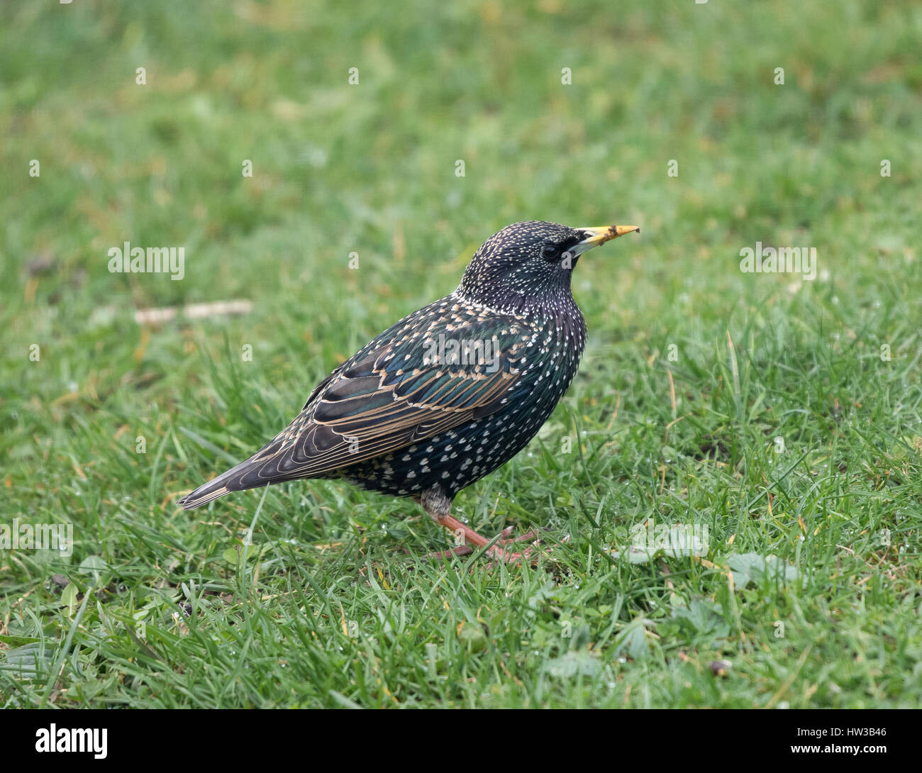 Starling Sturnus vulgaris feeding for worms on grass in Oxfordshire Stock Photo