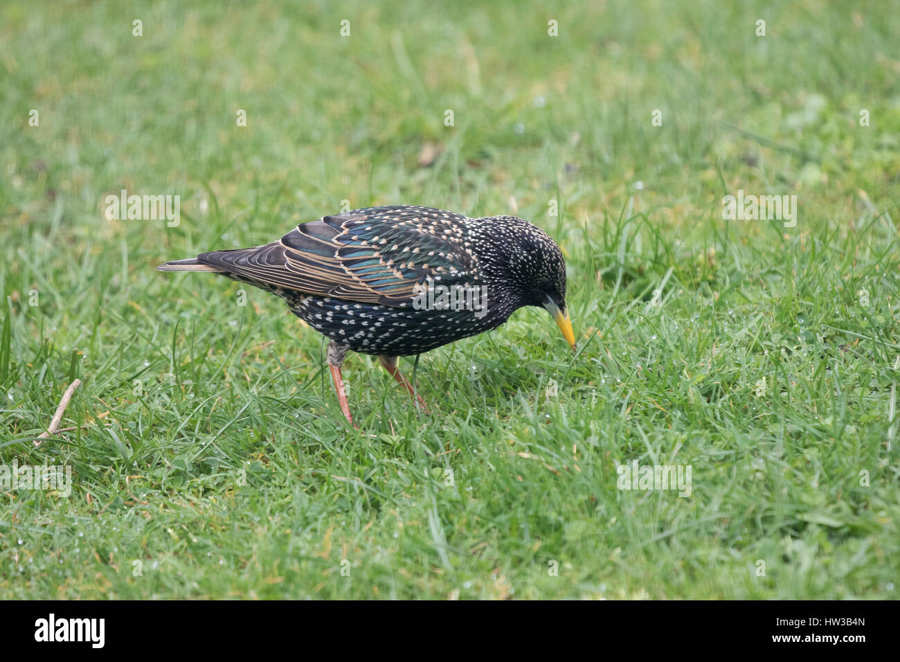 Starling Sturnus vulgaris feeding for worms on grass in Oxfordshire Stock Photo