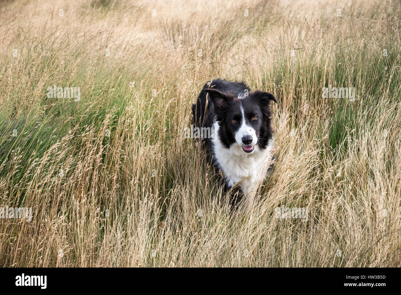 Beautiful black and white Collie dog stood in the midst of moorland grasses. Stock Photo