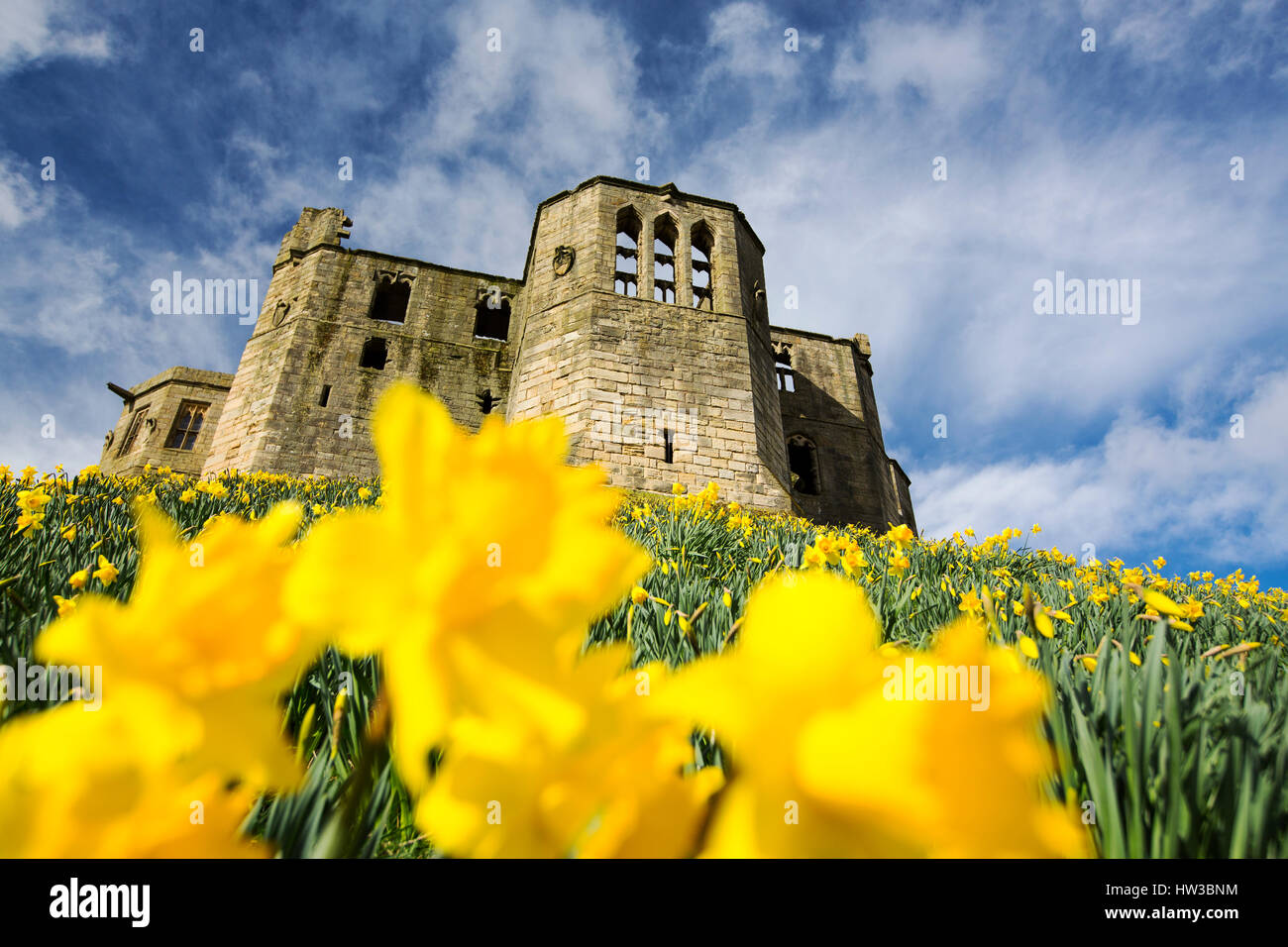 Daffodils surrounding the ramparts of Warkworth Castle, Warkworth, Northumberland, UK Stock
