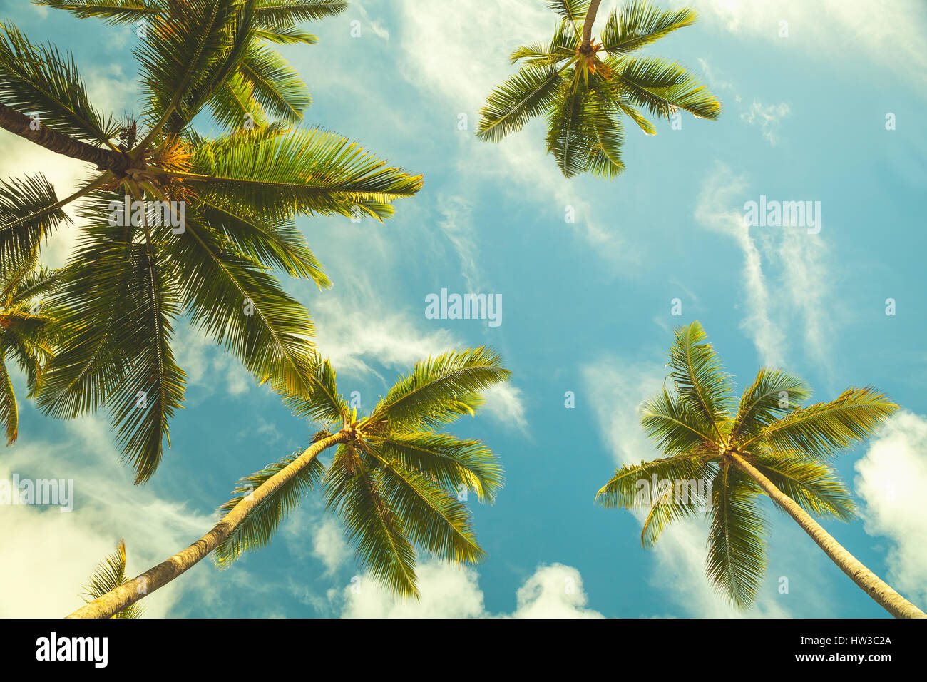 Coconut palm trees in cloudy sky. Vintage stylized photo with tonal correction filter effect Stock Photo