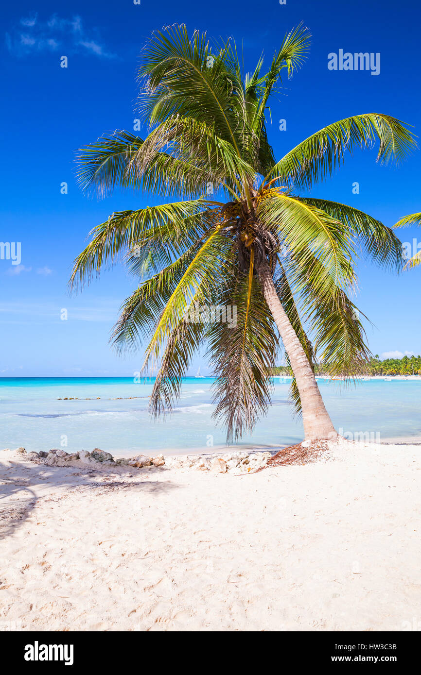 Coconut palm growing on white sandy beach. Caribbean Sea, Dominican