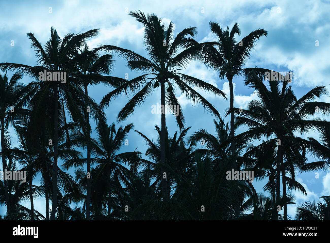 Coconut palm trees silhouettes over blue sky. Stylized photo with blue tonal correction filter effect Stock Photo