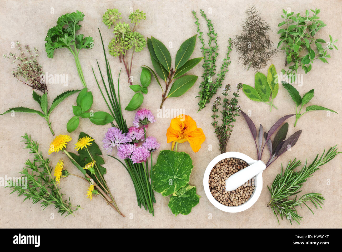 Large fresh herb selection with coriander seed in a mortar with pestle on hemppaper background. High in antioxidants and vitamins. Stock Photo