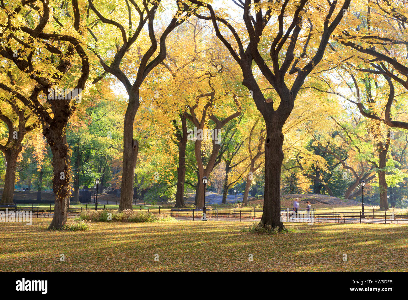 Foliage central park new york hi-res stock photography and images - Alamy