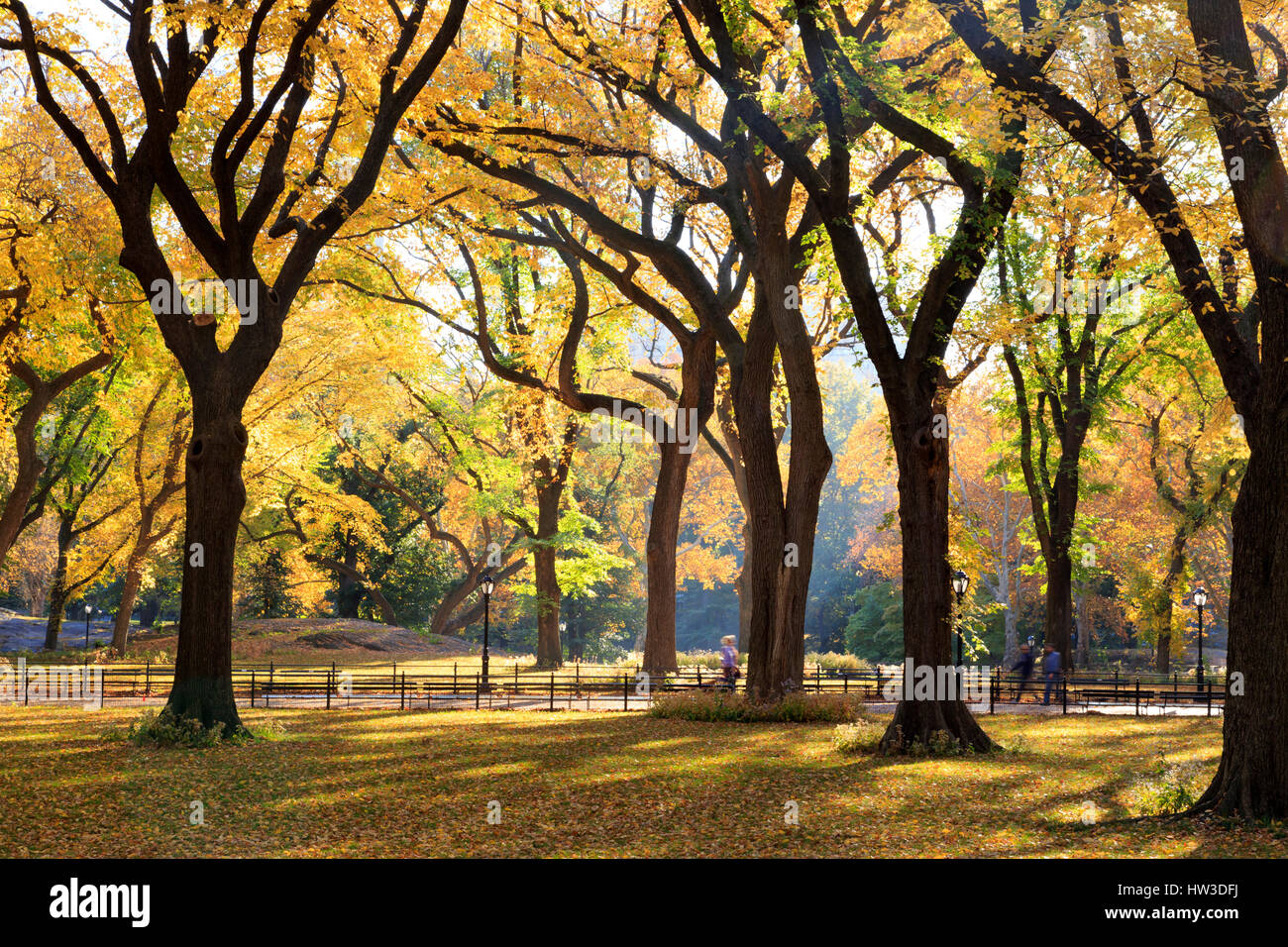 Foliage central park new york hires stock photography and images Alamy