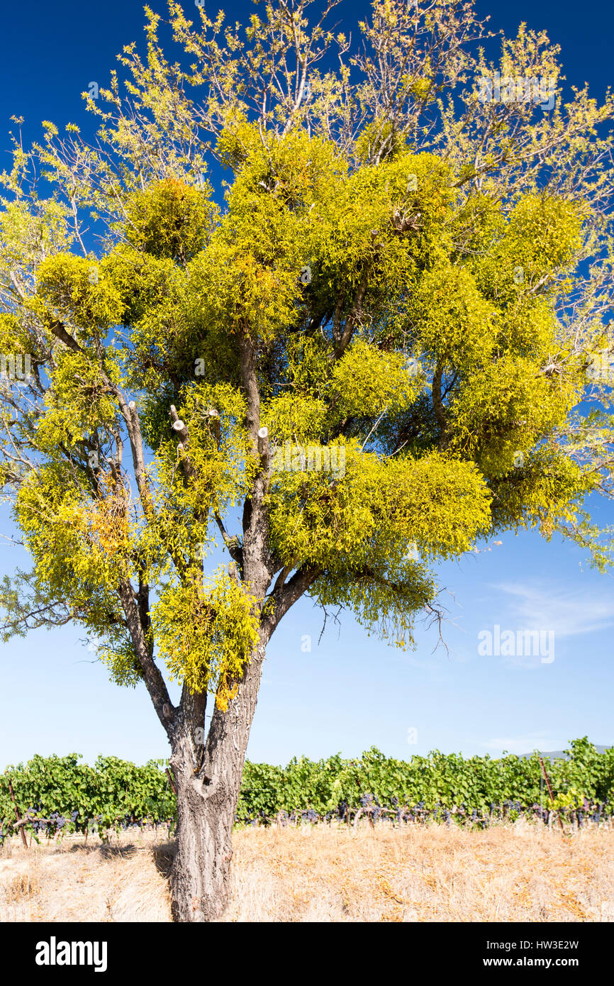 Mistletoe growing on a tree in an organic vineyard near Ansouis, Luberon, Provence, France. Stock Photo