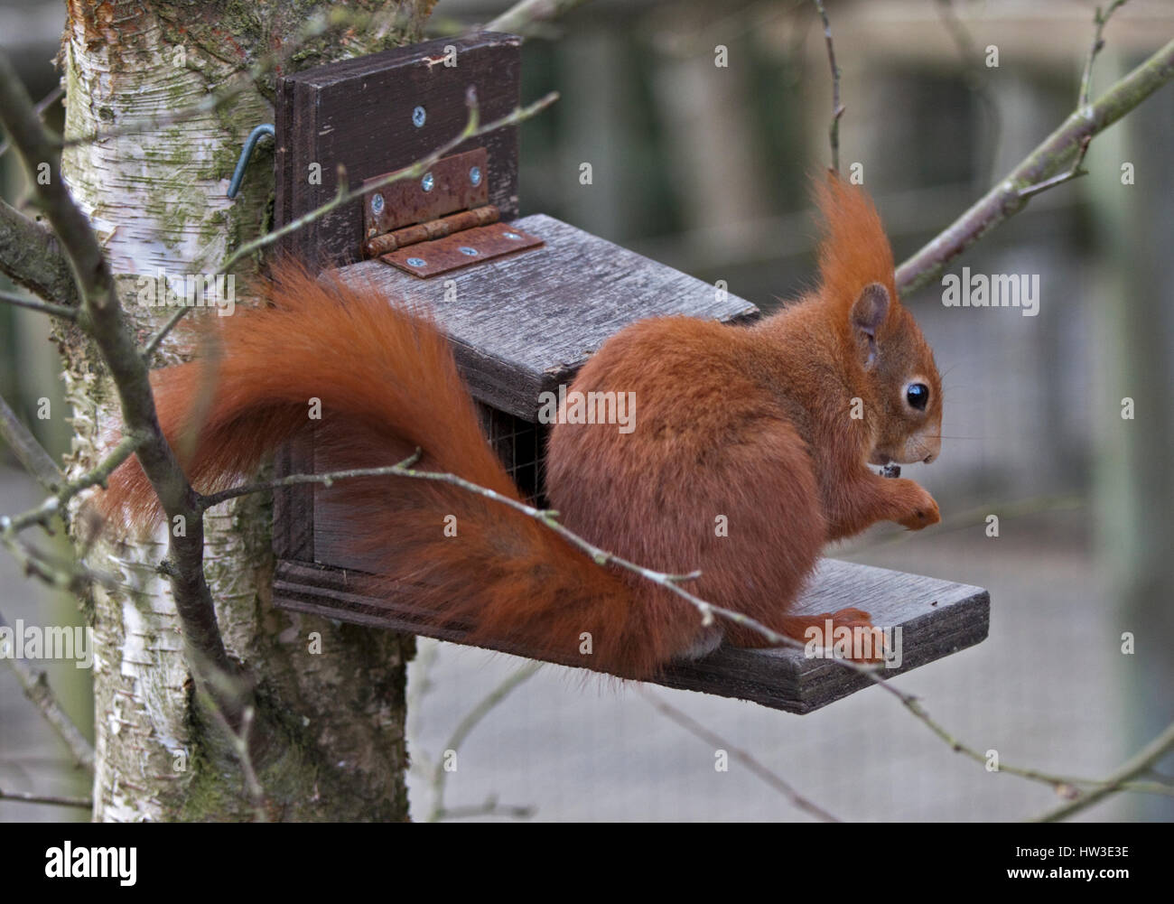 Three Red Squirrels (sciurus vulgaris) feeding Stock Photo