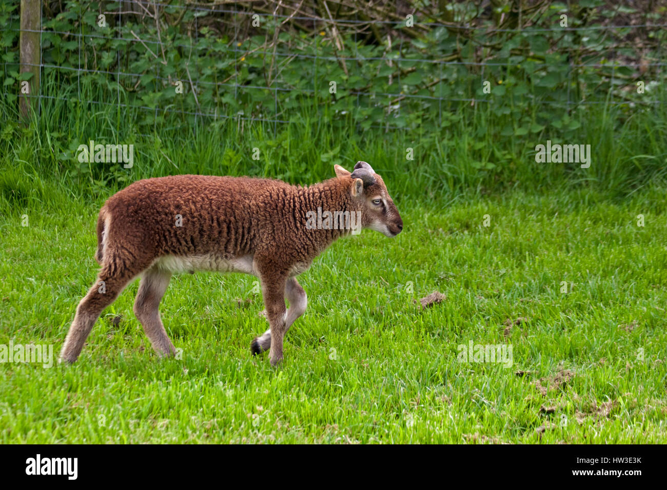 Rare Breed Castlemilk Moorit Sheep Stock Photo Alamy