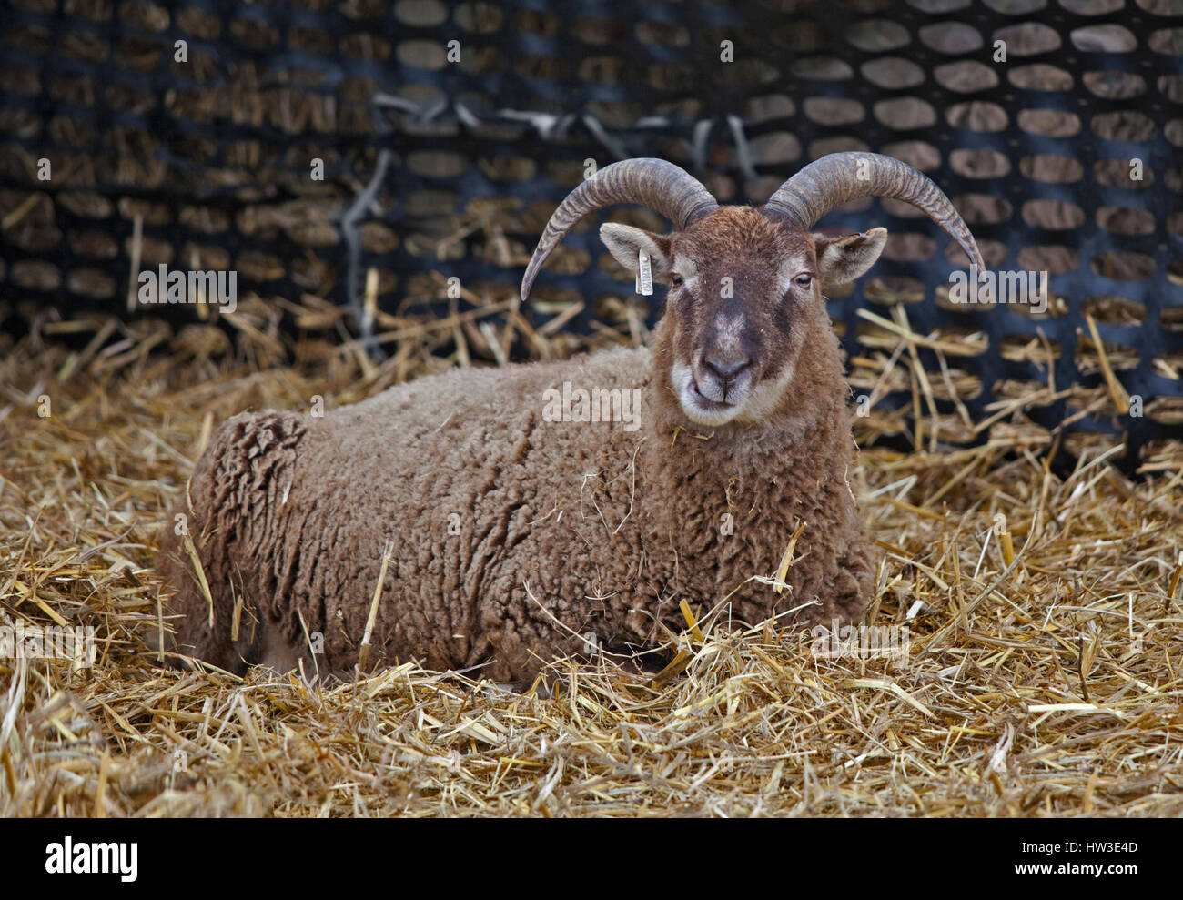 Rare Breed Castlemilk Moorit Sheep Stock Photo Alamy