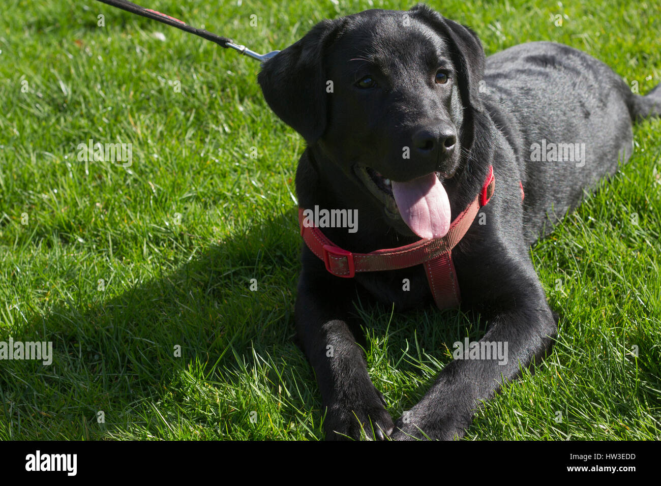 Puppies playing on sunny afternoon in Bute Park, Cardiff. Stock Photo