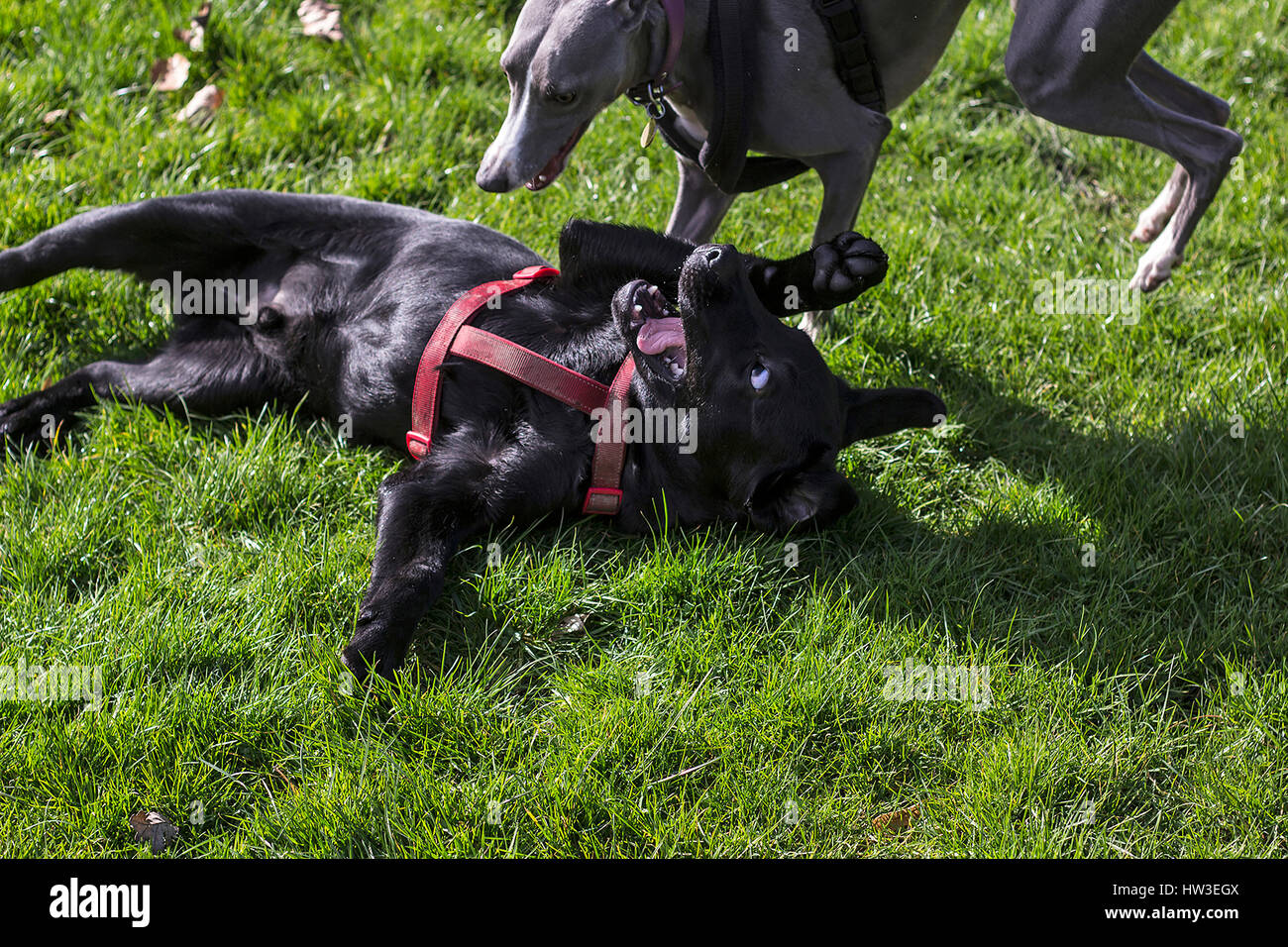 Puppies playing on sunny afternoon in Bute Park, Cardiff. Stock Photo