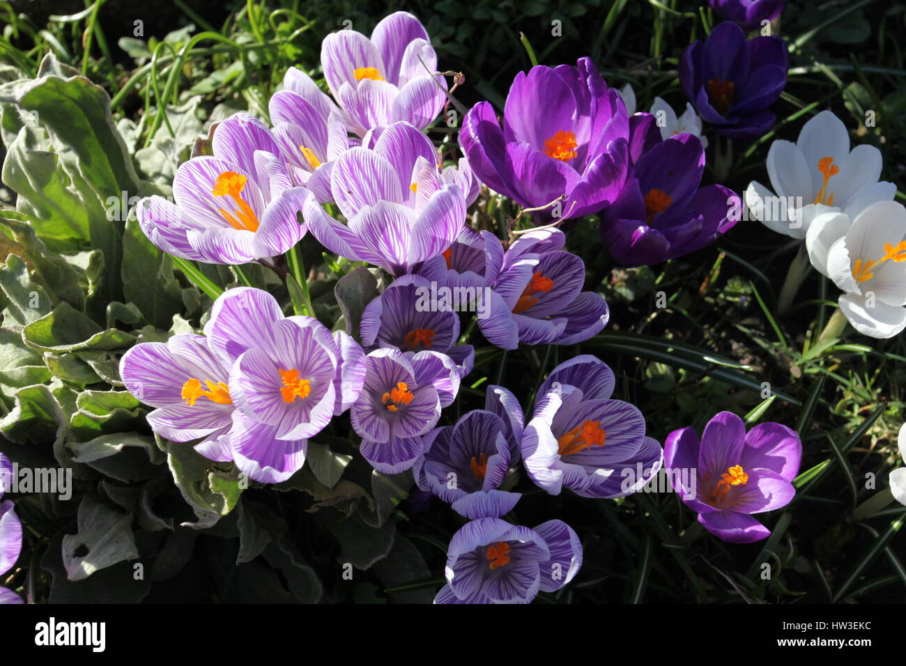 Purple and white Crocus, garden in Spring, England Stock Photo