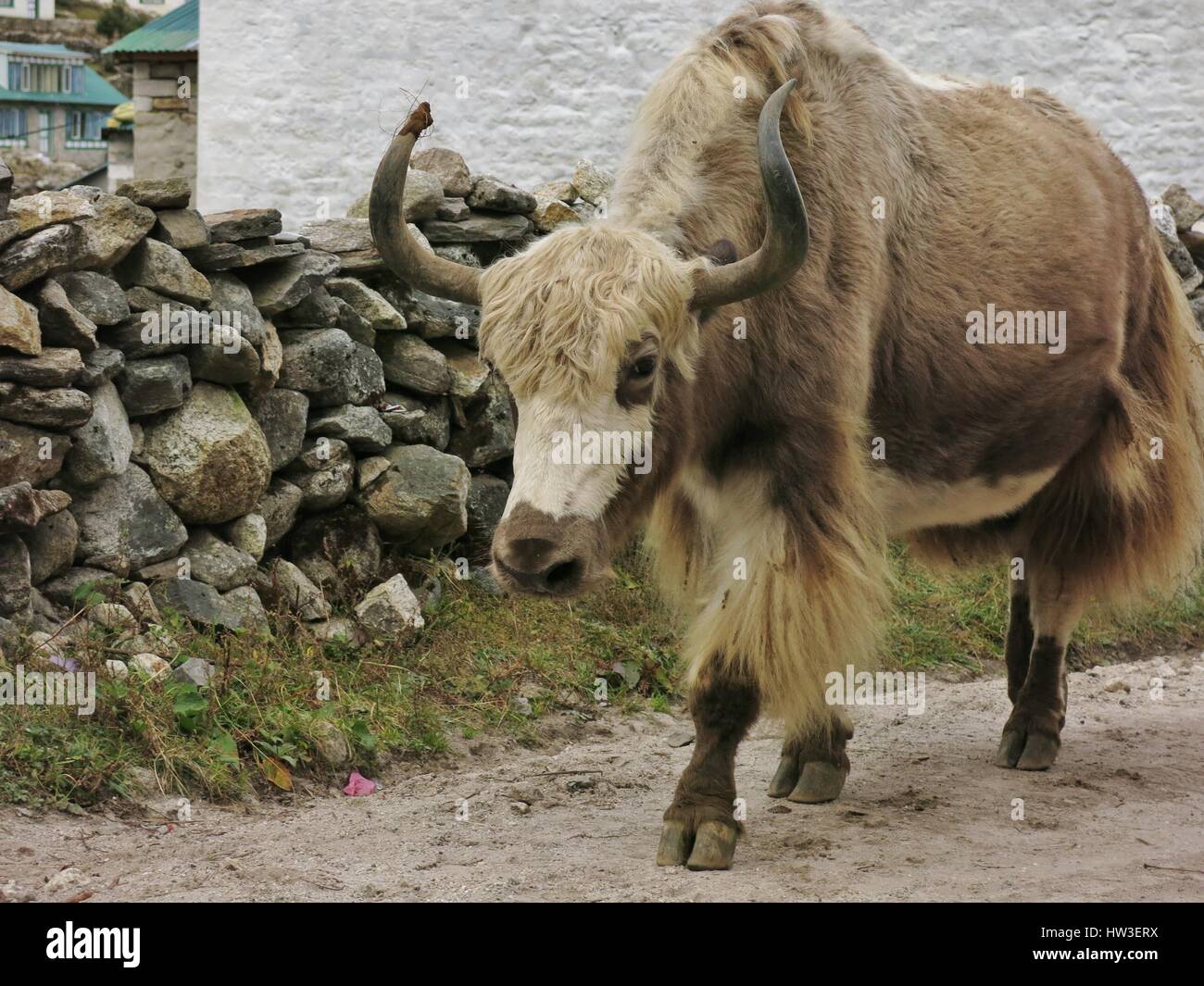 Brown white yak photographed in Khumjung, Nepal. Stock Photo