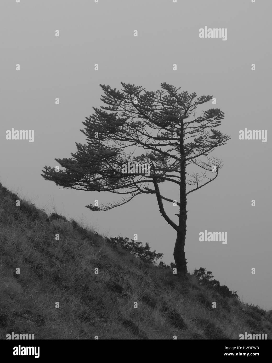 Weathered tree growing in 4000 meter altitude. Photographed in the