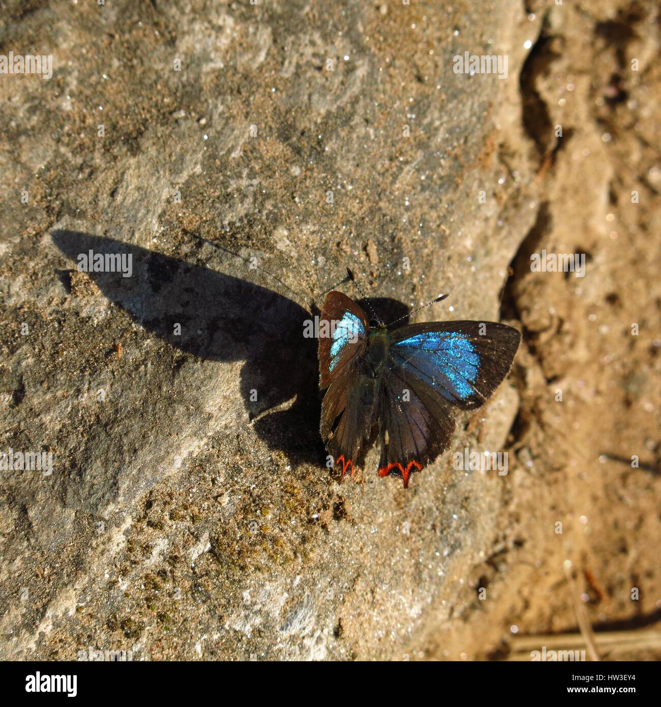 Brown and blue colored butterfly photographed in Nepal Stock Photo - Alamy