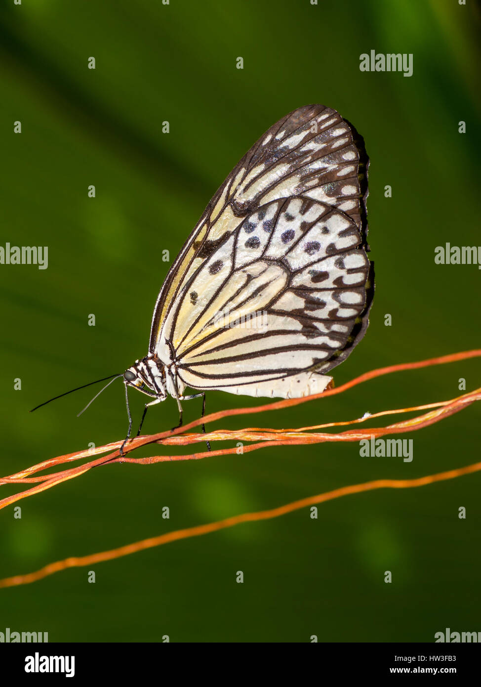 Butterfly - eye-level, close up and profile view. Stock Photo
