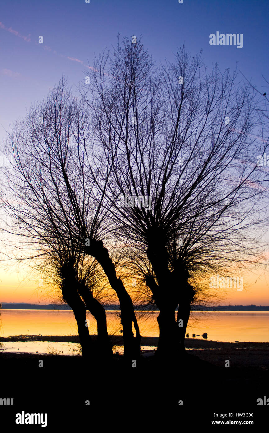Silhouetten von Kopfweiden am See, Sonnenuntergang, Abendrot; lakeside pollard willows at sunset Stock Photo