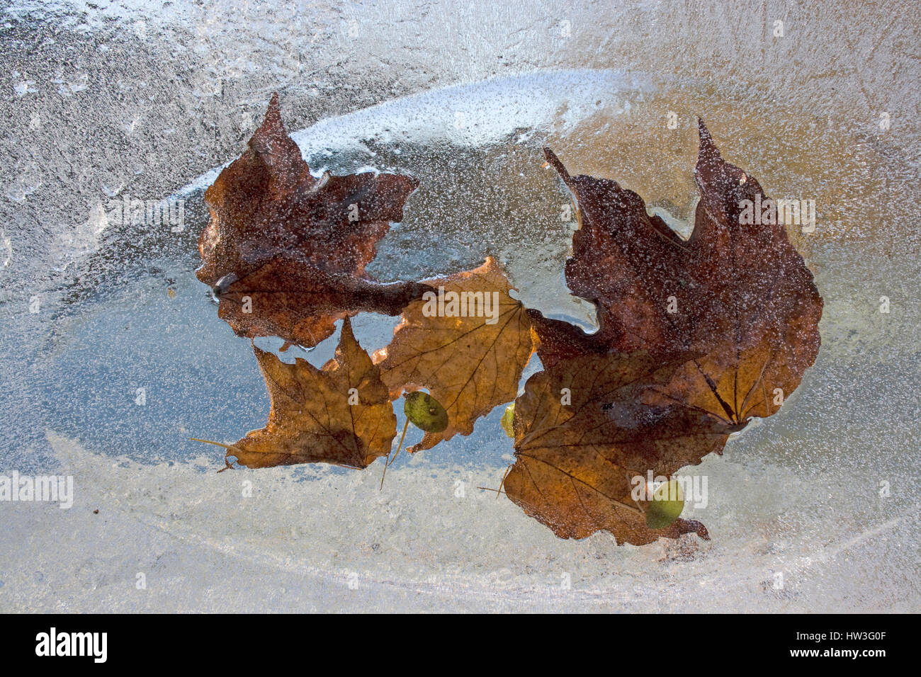 wine leaves enclosed in a sheet of ice; Weinblätter in Eis eingefroren Stock Photo