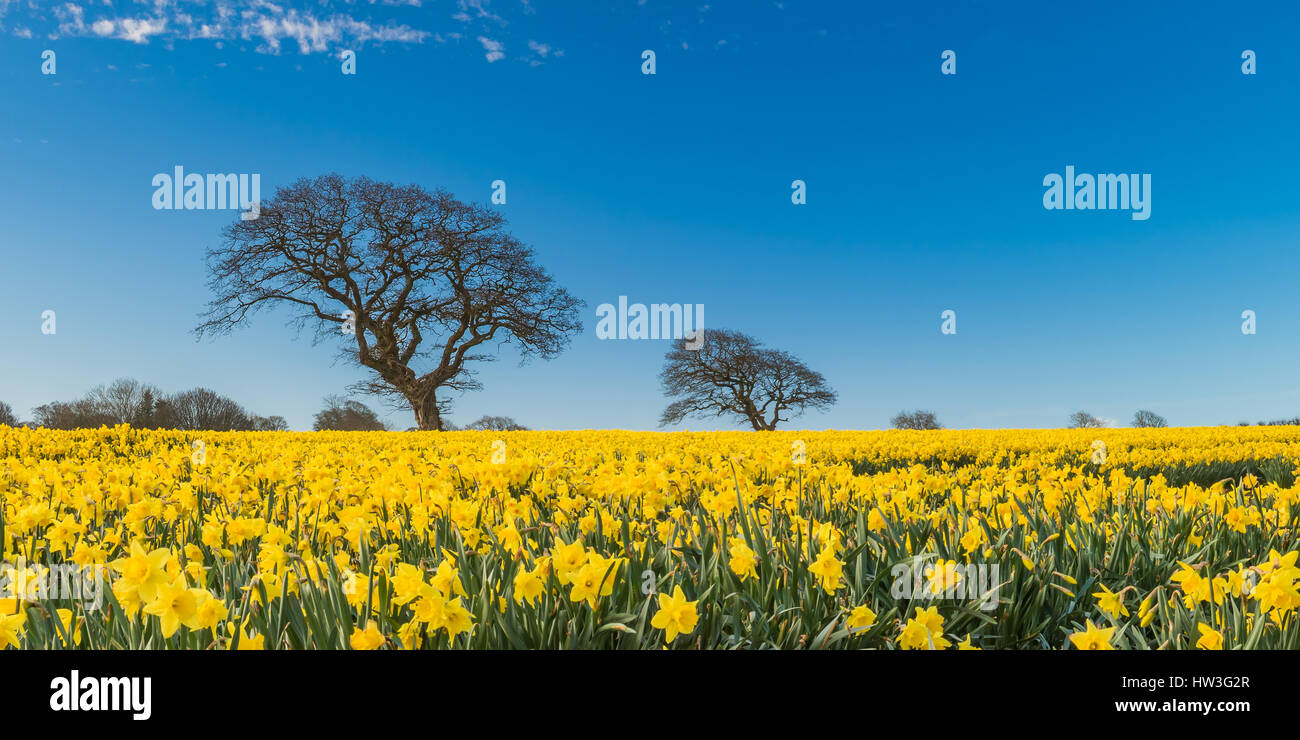 A field of daffodils in North Wales taken on an early Spring morning Stock Photo Alamy