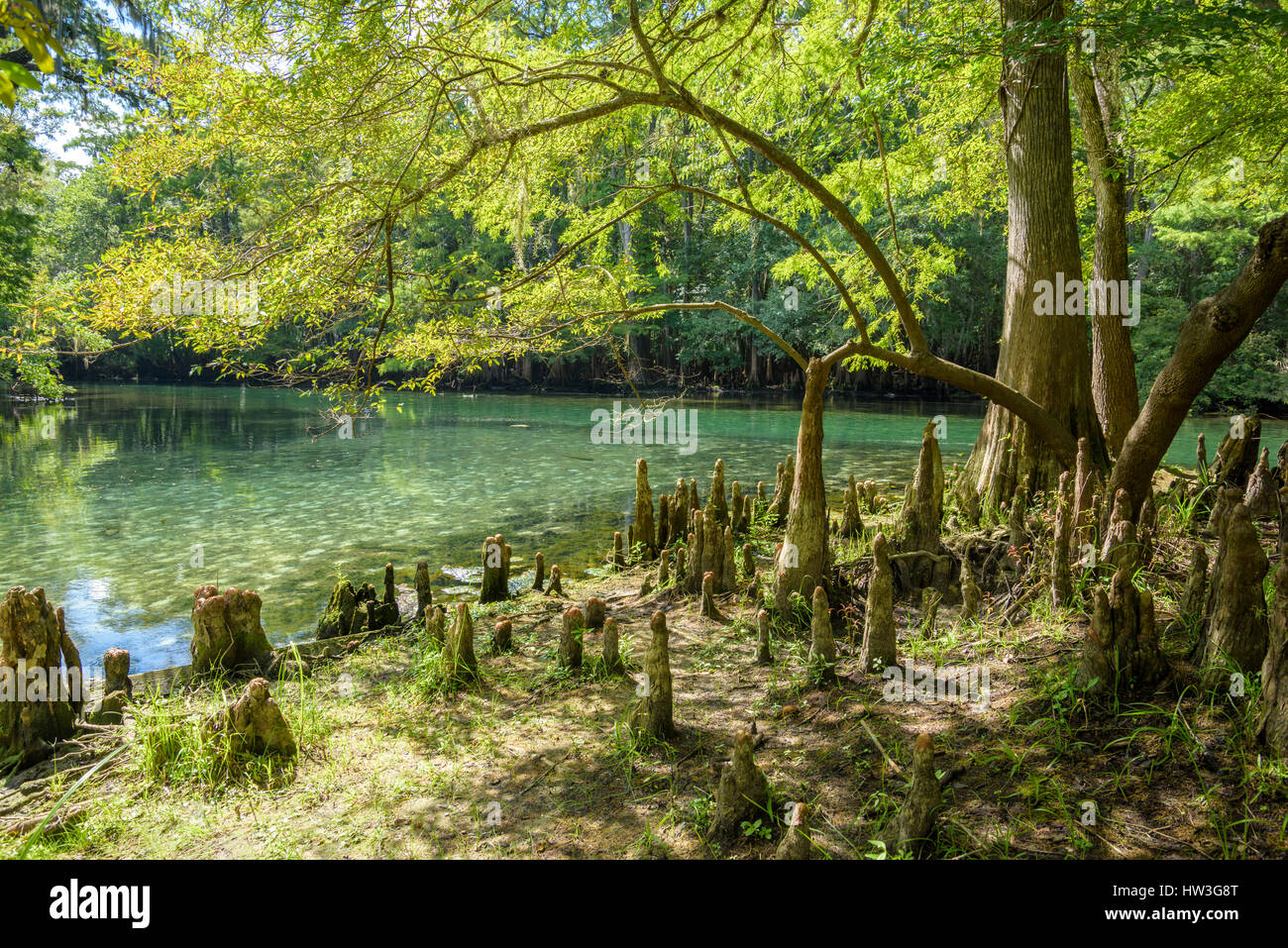 Cypress knees line the river bank at Manatee Springs State Park Stock Photo
