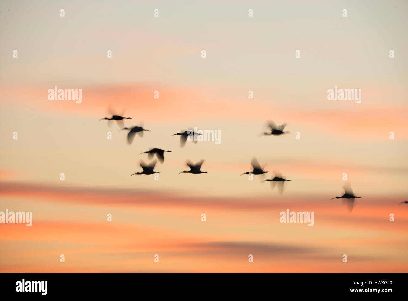 Wintering Glossy Ibis birds in flight over Paynes Prairie State Park, Florida Stock Photo