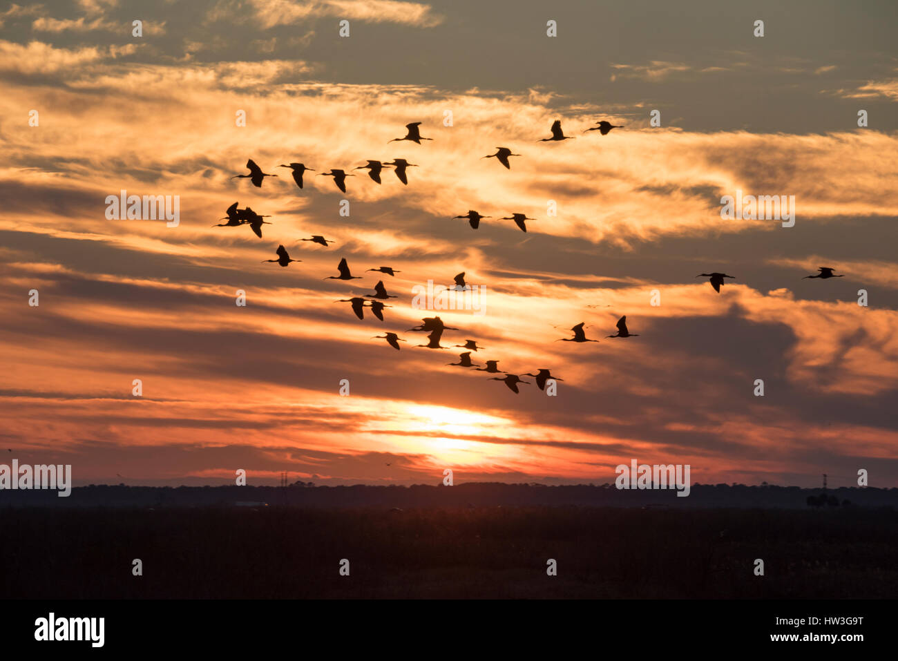 Wintering Sandhill Crane birds in flight over Paynes Prairie State Park, Florida Stock Photo