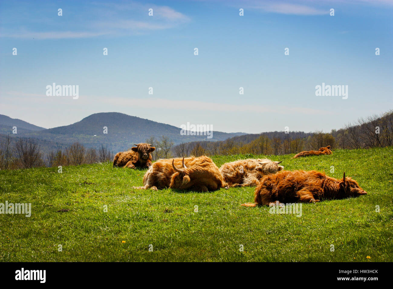 Highland cow resting in their field with mountains Stock Photo - Alamy