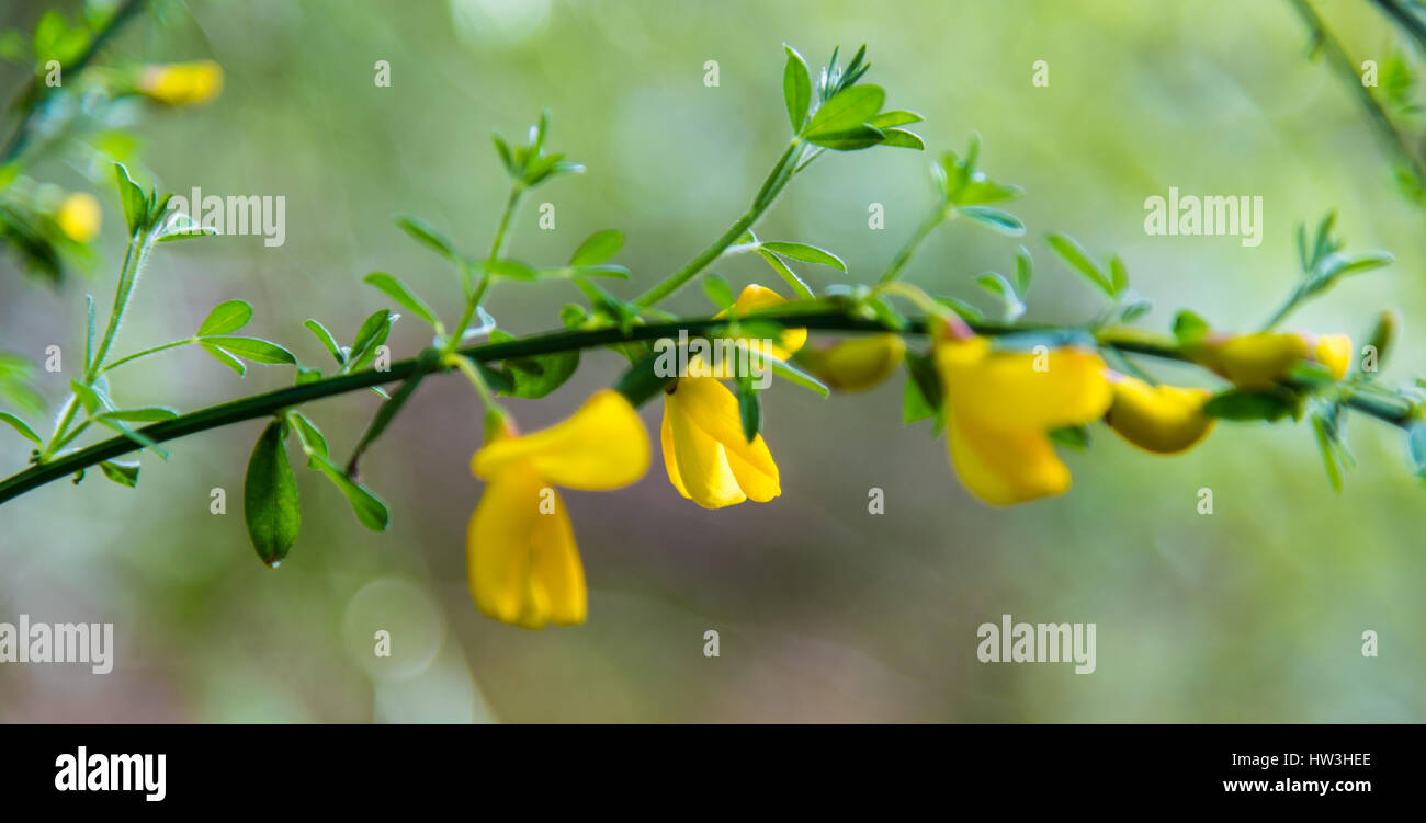 Yellow broom hires stock photography and images Alamy