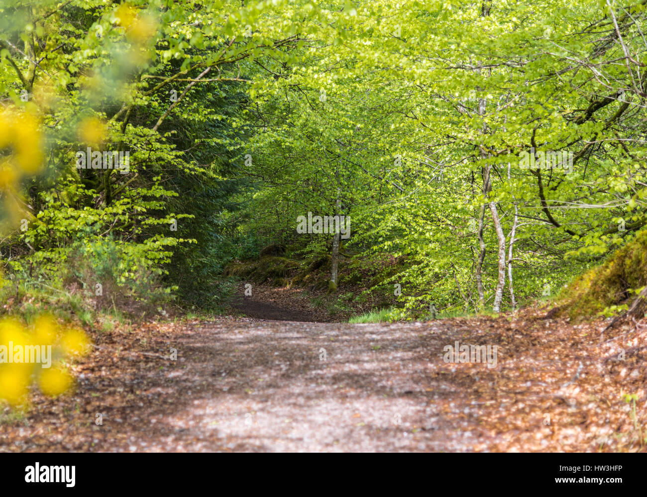The Great Glen Way, along Laggan Avenue, Highlands, Scotland, UK Stock