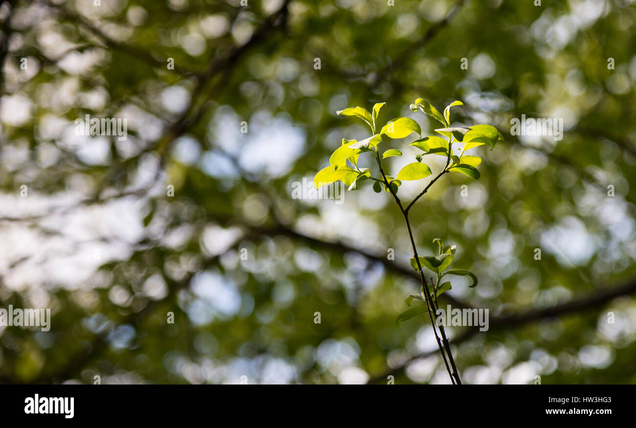 Backlit tree shoots. Stock Photo