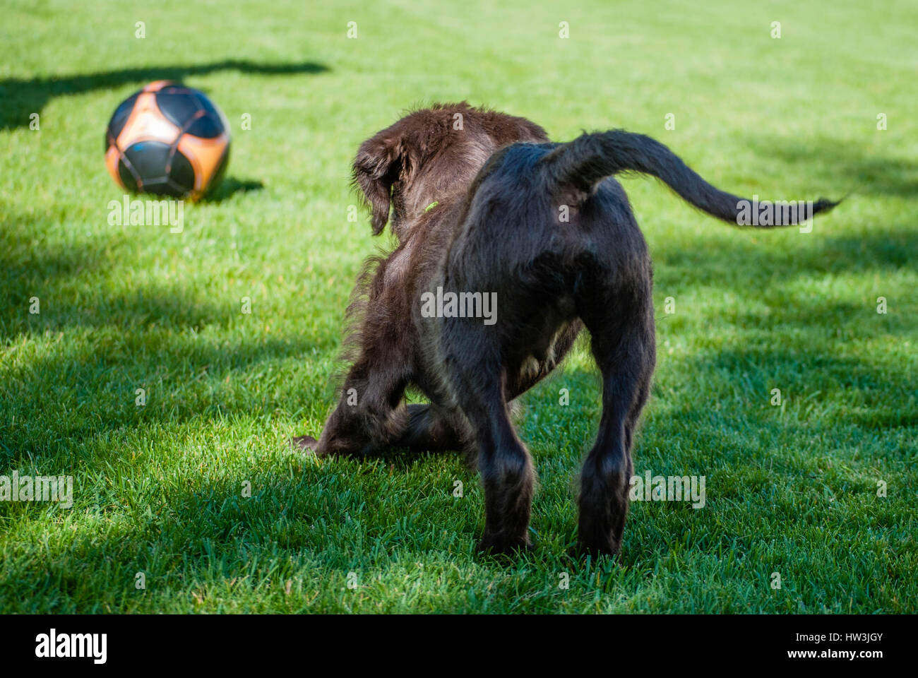 Pouncing Behavior Dog Brown puppy about to pounce on soccer ball while playing in the green ...