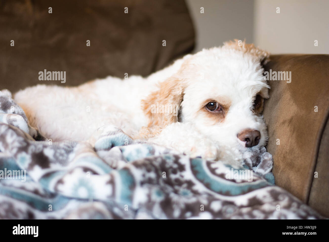 White and brown furry dog snuggled with a blanket on the couch. Stock Photo