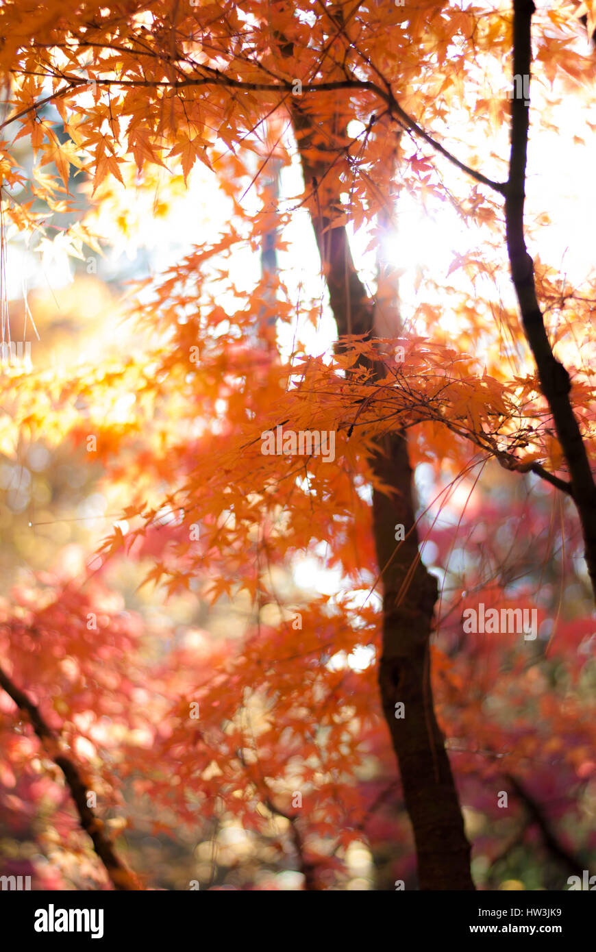 Autumn sun shining through orange and yellow maple leaves Stock Photo