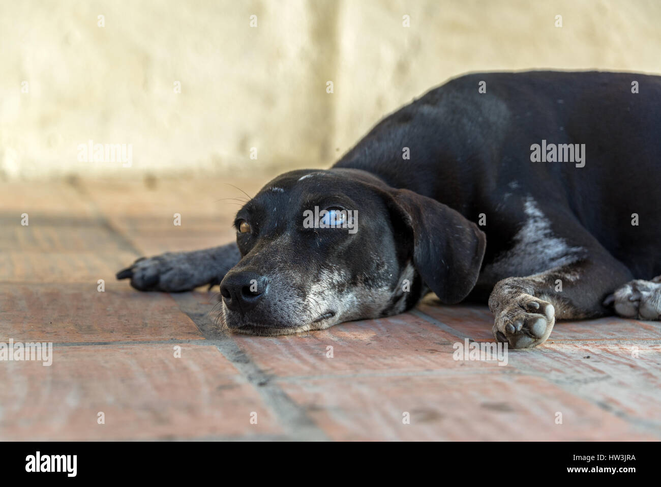 Eye level view of a dog in Mompox, Colombia Stock Photo