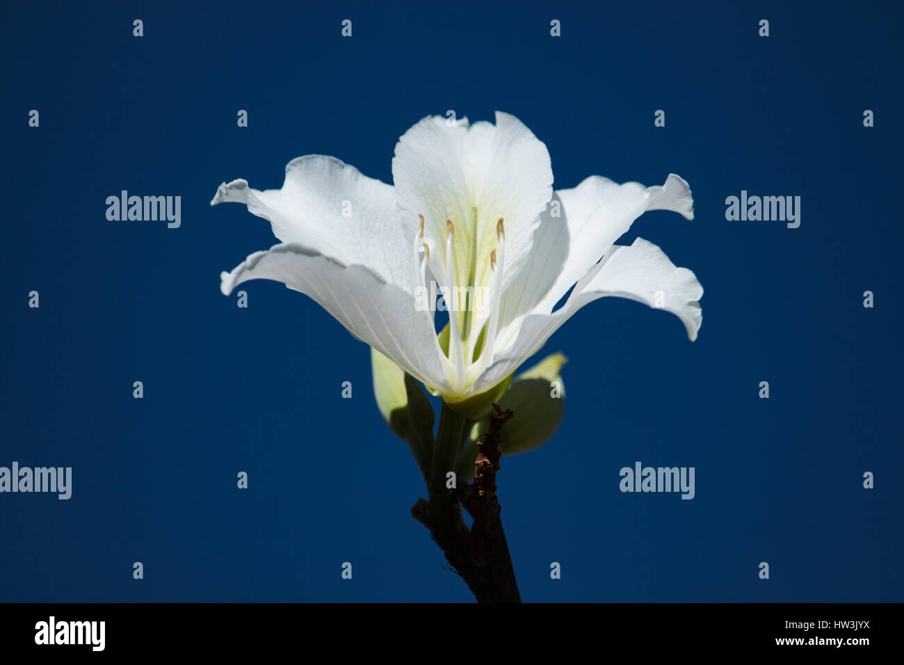 The white flower of Bauhinia variegata 'Candida' in blue sky. Brasilia, DF, Brazil. Stock Photo