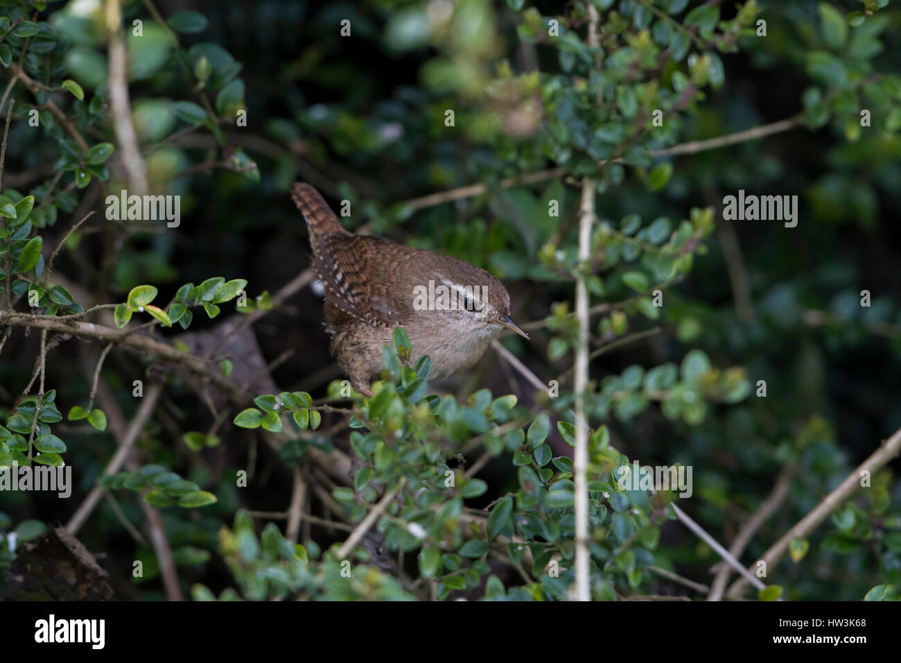 A single Wren (Troglodytes troglodytes) looking for food in hedgerow, Hastings, East Sussex, UK Stock Photo