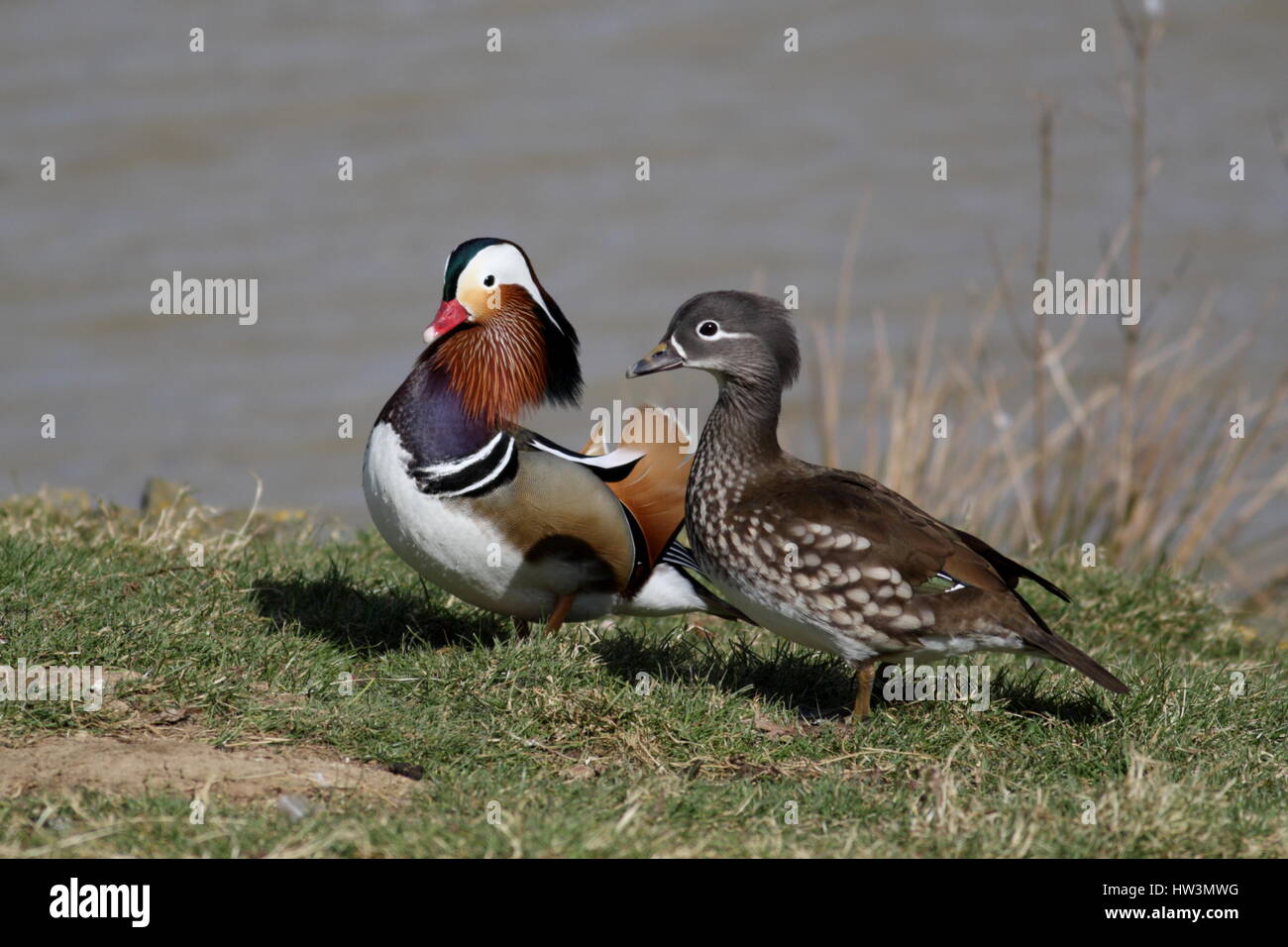 Male and female Mandarin Ducks Stock Photo Alamy