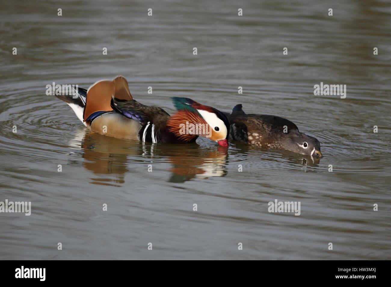 Male and female Mandarin Ducks Stock Photo - Alamy