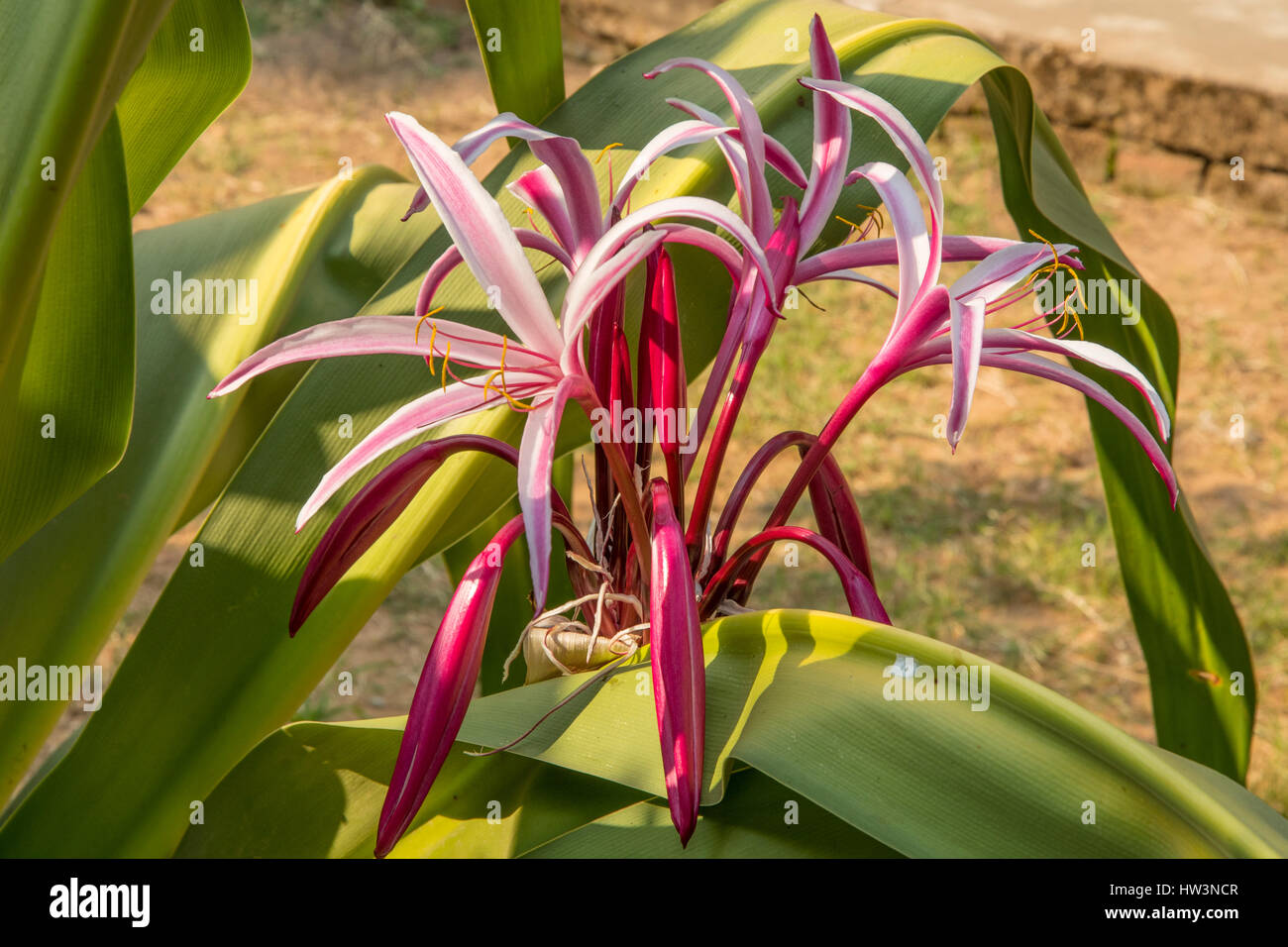 Crinum amabile, Pink Giant Spider Lily Stock Photo