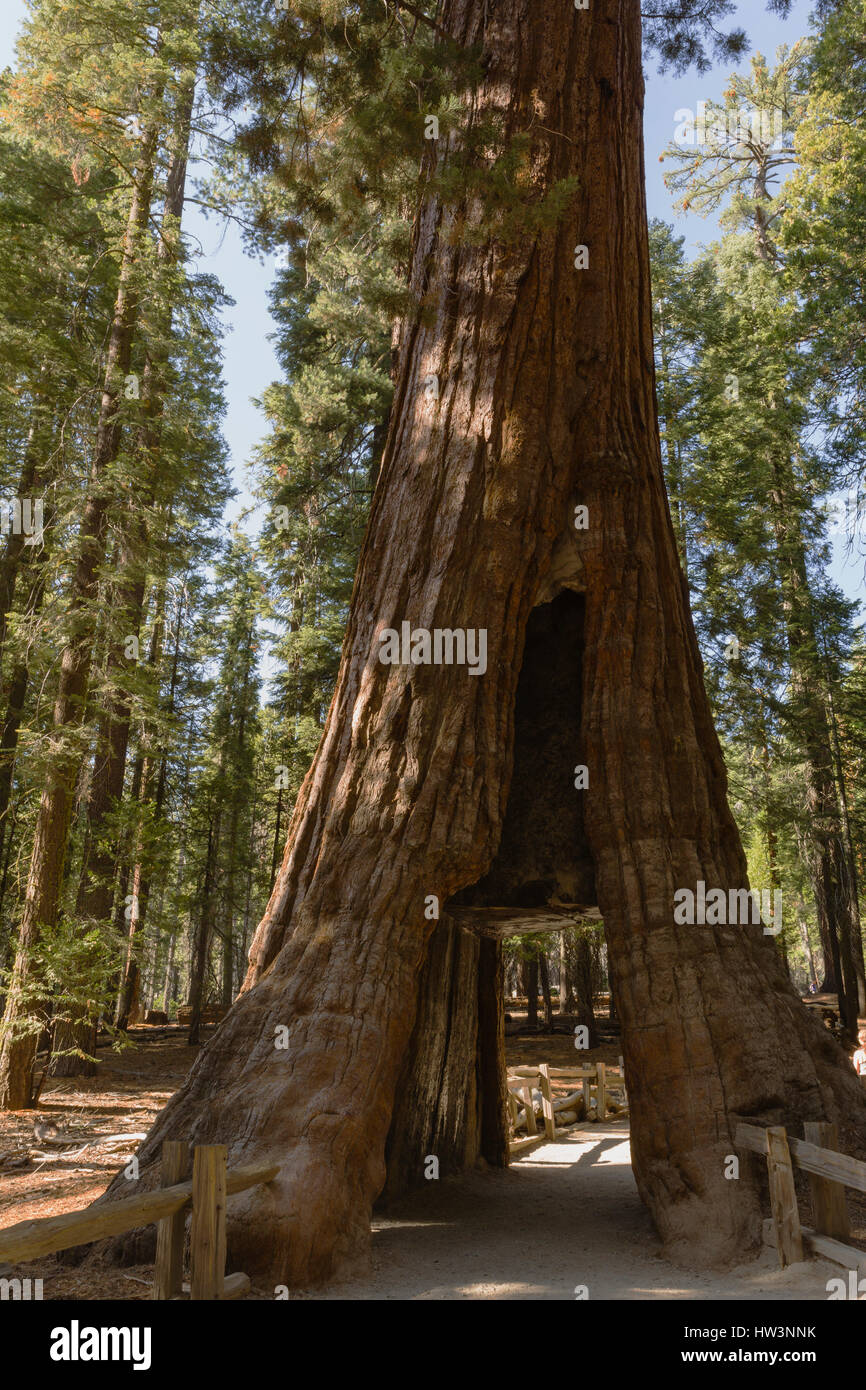 Giant Sequoia (Sequoiadendron giganteum) tunnel tree, Yosemite National Park, CA, USA Stock Photo