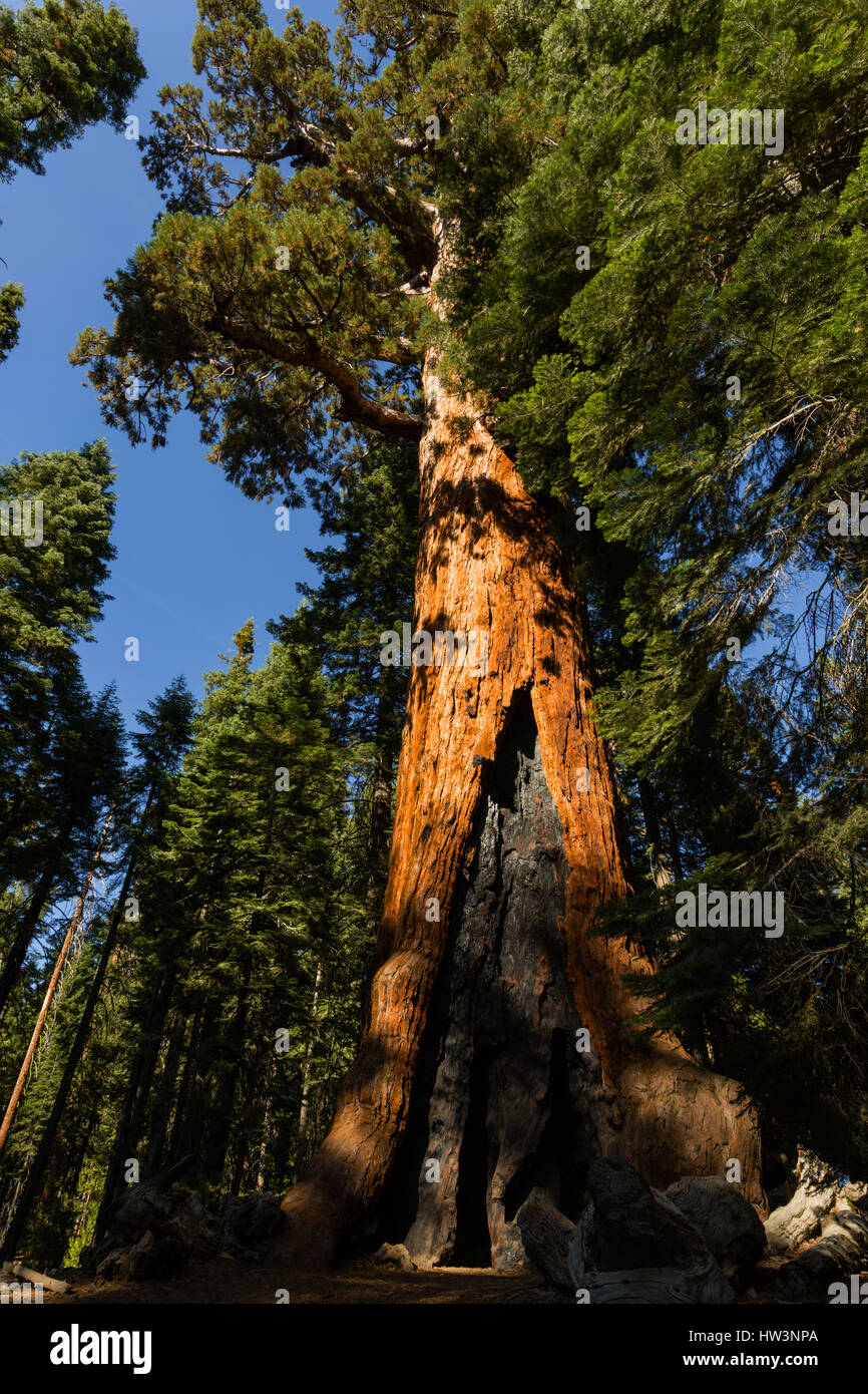 Giant Sequoia (Sequoiadendron giganteum), Mariposa Grove, Yosemite National Park, CA, USA Stock Photo