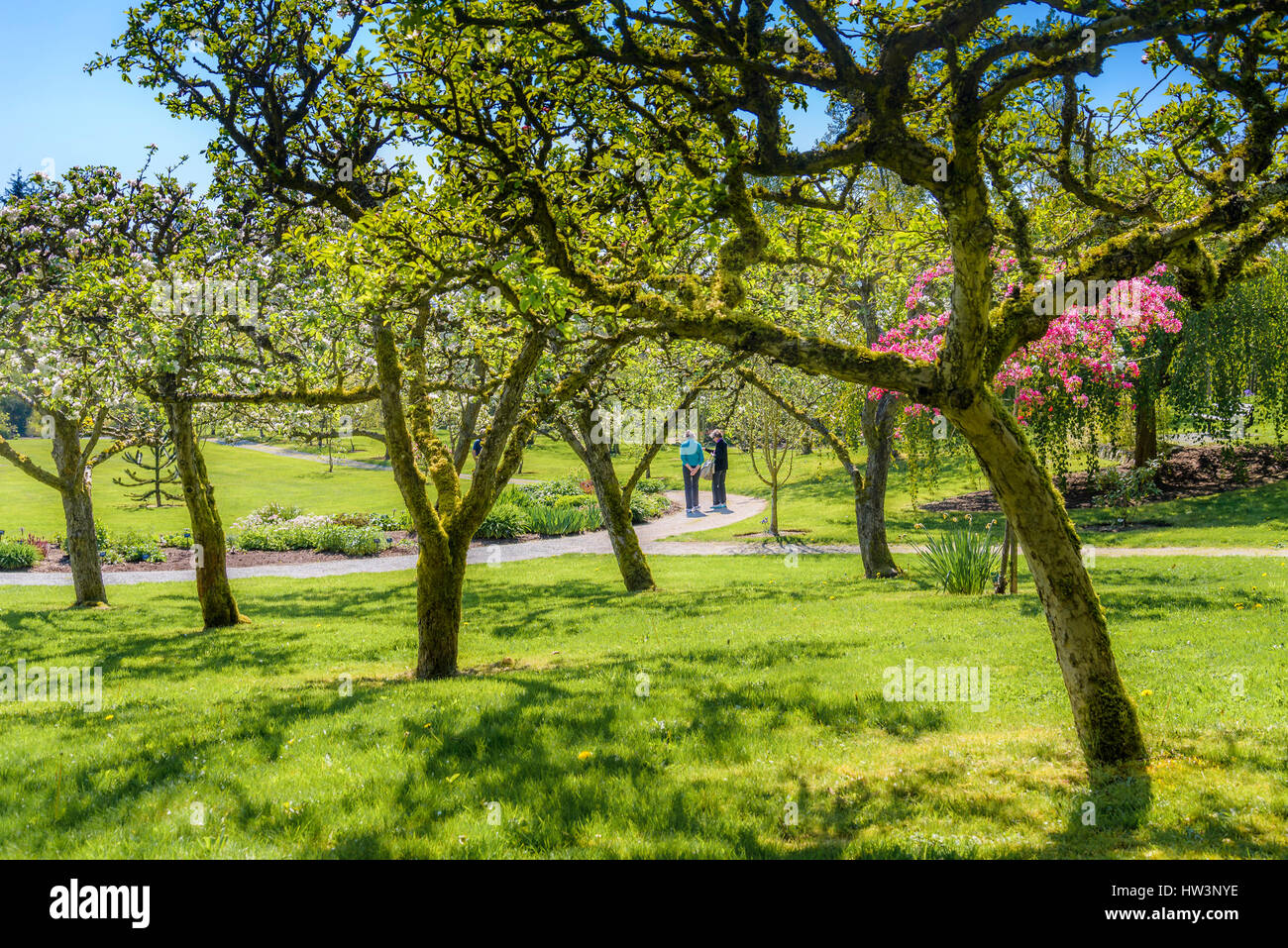 Orchard, Darts Hill Garden Park, Surrey, British Columbia, Canada Stock Photo