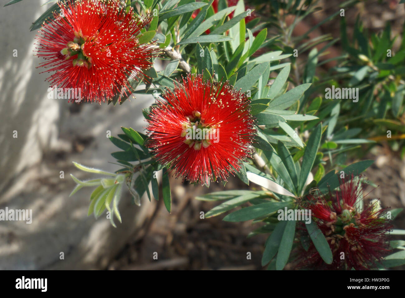 Red Spiky Flowers (Calliandra Haematocephala) Stock Photo